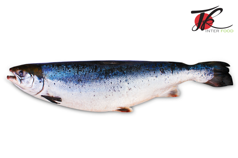 ปลาแซลมอนนอร์เวย์แช่แข็ง/ Frozen Atlantic Salmon